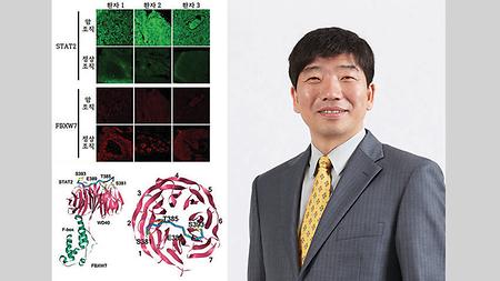 Identification of “Stability Control Mechanism” of Proteins Involved in Melanoma