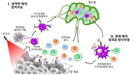 Zygote of antibody-photo-sensitizer targeting mutant pancreatic cancer cell developed