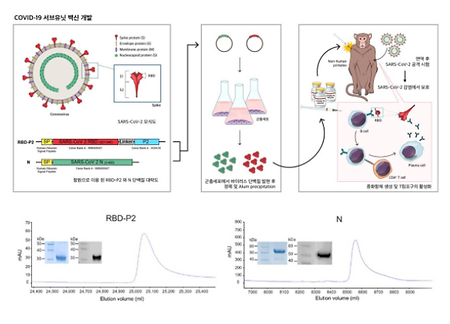 Validation of COVID-19 Vaccines Developed by Korea's Own Technology