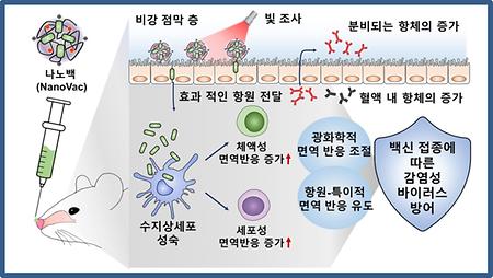 Developed a Nano Vaccine that Controls the Level of Immune Response with Light after Intranasal Vaccination