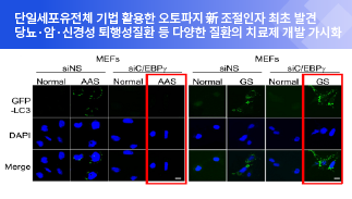 First-Ever Discovery of a New Regulator for Autophagy by Professor Kim Dongha’s Team From CUK Medical School