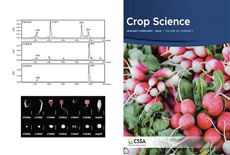 Professor Yu Hee-ju's Team at the Department of Biomedical Life Sciences Spearheads Breakthrough in New "Radish" Variety