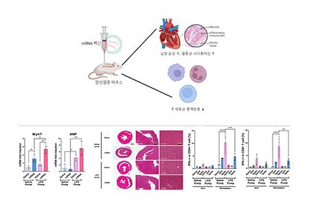 Professor Nam Jae-hwan and His Team Develops Korea's First “Native mRNA Anticancer Treatment”