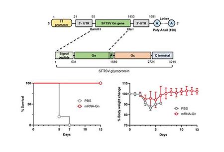 Professor Nam Jaehwan's joint research team developed the first domestic mRNA vaccine against the virus transmitted by..