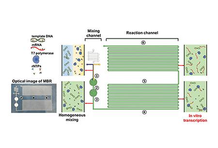 Professor Choi Sungwook’s research team at Catholic University of Korea developed a microfluidic device for the...