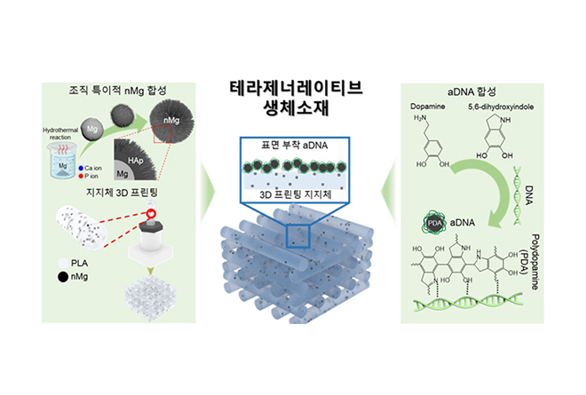 바이오메디컬화학공학과 이현 교수 공동 연구팀, 골육종 치료와 뼈 재생 촉진 동시에 잡는다.