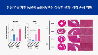 남재환 교수 연구팀, “만성 염증이 mRNA 백신 부작용 원인 중 하나”