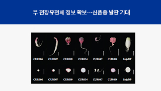 의생명과학과 유희주 교수 연구팀, 종자 수출액 1위 '무' 신품종 개발 지평 넓혀