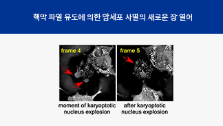 약학과 조용연 교수 연구팀, 새로운 세포 사멸법 세계 최초 규명