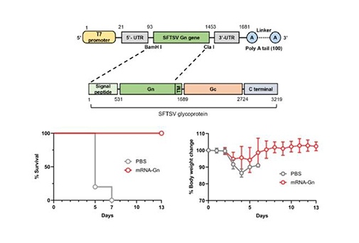 남재환 교수 공동 연구팀,  살인진드기 바이러스 mRNA 백신 국내 최초 개발