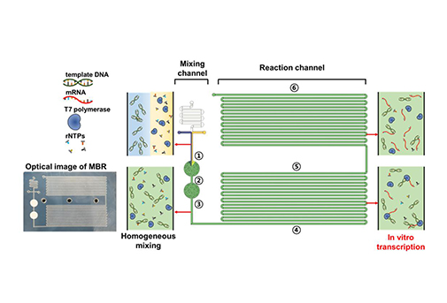최성욱 교수 연구팀,  mRNA 연속 합성하는 미세유체장치 개발