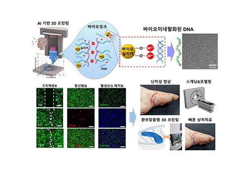 정현도 교수 연구팀,  생광물화한 DNA 나노구조체로 인체조직 재생 성공