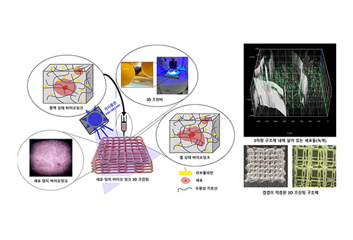 가톨릭대 전흥재 교수팀, 새로운 3D 프린트용 잉크 및 시스템 개발