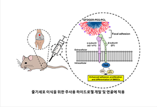 가톨릭대 의대 전흥재 교수팀, 무릎 연골 재생할 줄기세포 플랫폼 개발