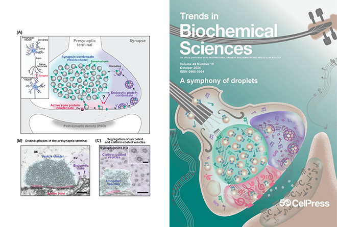 Professor Dae-hun Park's Team's “Review of Liquid-Liquid Phase Separation (LLPS) Phenomenon at...